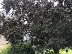 Find the kitty.