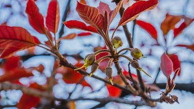 Families do not pluck blooms, but gather them once they have fallen, thereby ensuring ripeness and maximum sugar content. (Adobe Stock) Families do not pluck blooms, but gather them once they have fallen, thereby ensuring ripeness and maximum sugar content. (Adobe Stock)