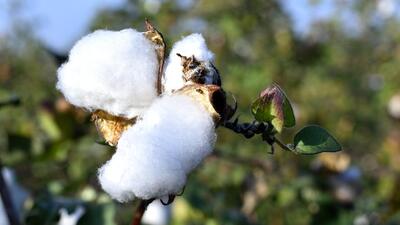 The Centre has announced an MSP of between  ₹7,710 and  ₹8,110 per quintal of cotton and touts it as among the highest raises in the floor price of a Kharif crop. (HT File)