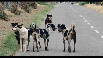 The directives were issued in compliance with the Supreme Court’s August 22 order on stray dogs. (HT PHOTO/Representative) The directives were issued in compliance with the Supreme Court’s August 22 order on stray dogs. (HT PHOTO/Representative)