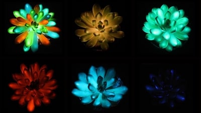 Scientists create glow-in-the-dark succulents. (cell.com/Matter) Scientists create glow-in-the-dark succulents. (cell.com/Matter)