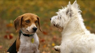 Listeria can affect animals eating the products and there is risk to humans from handling contaminated pet products. (Pexel) Listeria can affect animals eating the products and there is risk to humans from handling contaminated pet products. (Pexel)