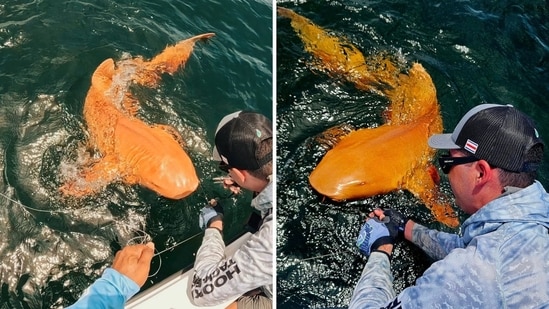 Fishermen spotted an orange shark in Costa Rica. (Facebook/Parismina Domus Dei)