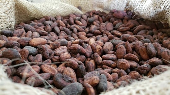 Cocoa beans that have been dried and bagged after fermentation.