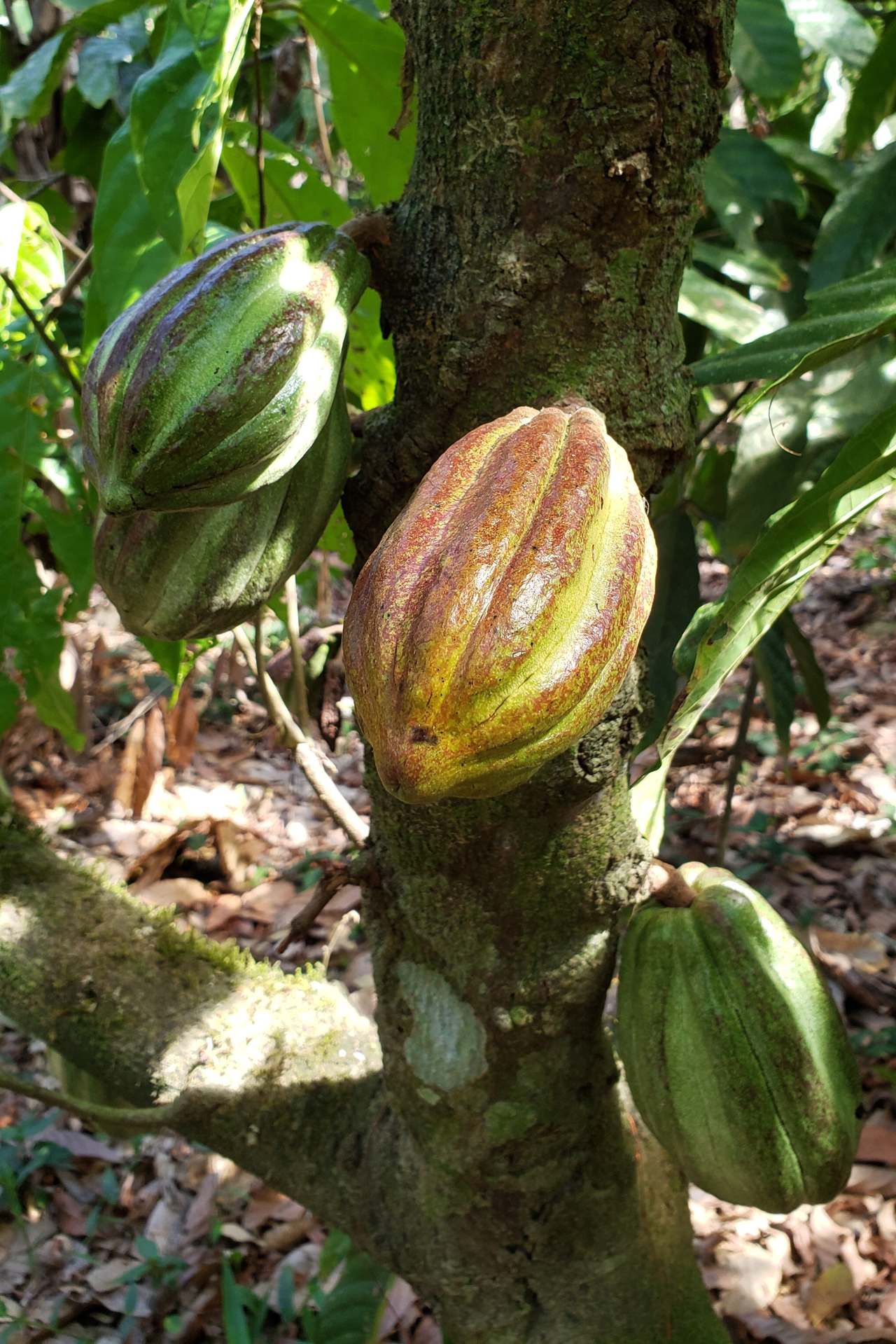 Scientists Have Unlocked the Secret That Gives Fine Chocolate Its Great Taste Scientists Have Unlocked the Secret That Gives Fine Chocolate Its Great Taste