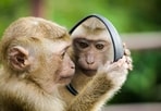 These incidents involving monkeys happened all across India. (Representational image). These incidents involving monkeys happened all across India. (Representational image).