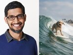 Sundar Pichai showcased Gemini’s new AI photo editor with playful images of his dog Jeffree. Sundar Pichai showcased Gemini’s new AI photo editor with playful images of his dog Jeffree.