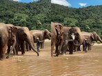 A riverside bath video of elephants went viral.