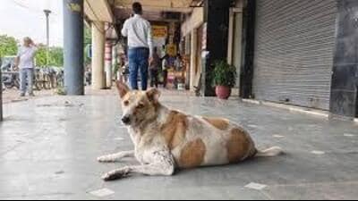 According to MC councillor Akshay Deep Chaudhary, a member of the dog monitoring committee, the MC’s animal birth control (ABC) programme is running smoothly (HT Photo for representation) According to MC councillor Akshay Deep Chaudhary, a member of the dog monitoring committee, the MC’s animal birth control (ABC) programme is running smoothly (HT Photo for representation)