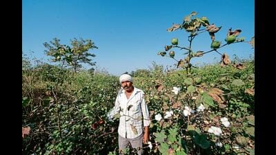 Farmers’ groups have criticised the move, saying cheaper imports of the fibre will hurt them in a year of good rains and an expected robust harvest. (HT)