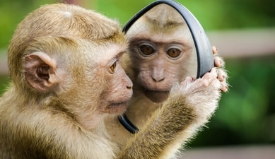 These incidents involving monkeys happened all across India. (Representational image). (Pexels) These incidents involving monkeys happened all across India. (Representational image). (Pexels)