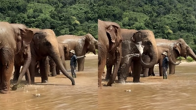 A riverside bath video of elephants went viral. (Instagram/lek_chailert)