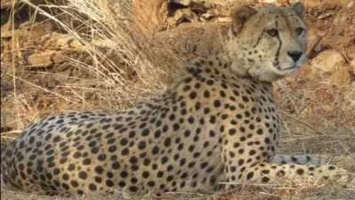 India launched the cheetah reintroduction project in September 2022. (Sourced) India launched the cheetah reintroduction project in September 2022. (Sourced)