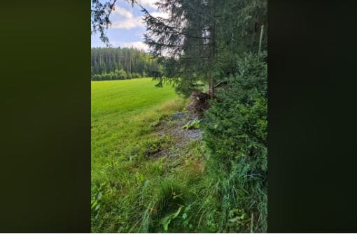 A cat is hiding somewhere in this image? Can you spot it? (Reddit)