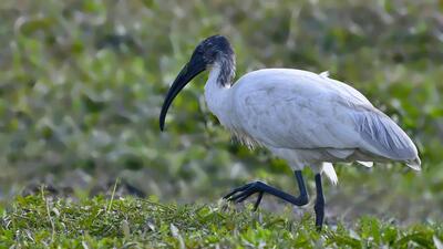 A black-headed ibis in Ludhiana, Punjab in 2023. (HT Archive) A black-headed ibis in Ludhiana, Punjab in 2023. (HT Archive)