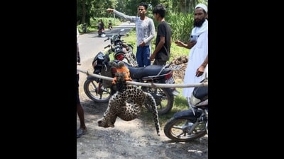 Leopard cub being rescued in Basantapur village of Dudhwa buffer zone on Saturday. (HT PHOTO)
