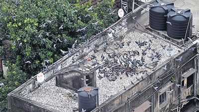 Pigeons seen on building near Dadar Kabutra Khana.(Photo by Raju Shinde/HT Photo) (Raju Shinde)