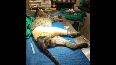 The injured cat on the operating table. (Haryana wildlife department) The injured cat on the operating table. (Haryana wildlife department)