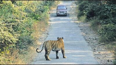 The leopard was discovered around 6.30 am, approximately one kilometre from the Pali police post on the Faridabad side. (Representative photo) The leopard was discovered around 6.30 am, approximately one kilometre from the Pali police post on the Faridabad side. (Representative photo)