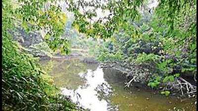 The night safari is proposed in the 2027.46-hectare Kukrail forest in Lucknow. (FILE PHOTO) The night safari is proposed in the 2027.46-hectare Kukrail forest in Lucknow. (FILE PHOTO)