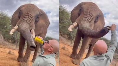 A man is slammed for pouring beer down an elephant’s trunk. (Screengrab)