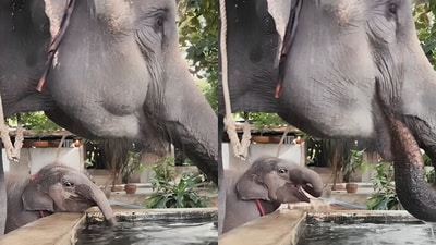 Social media melted after a video showed a baby elephant mimicking its mother’s every move while drinking. (Instagram/elephantsofworld)