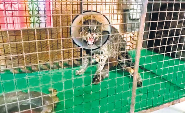 After surgery, cat gets a face cover to prevent it from ripping the sutures. (Haryana wildlife department) After surgery, cat gets a face cover to prevent it from ripping the sutures. (Haryana wildlife department)