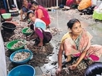 Mumbai, India - July 4, 2025:Group women peel prawns at Sassoon Dock, at Colaba in Mumbai, India, on Friday, July 4, 2025. 