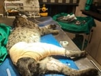 The injured cat on the operating table. (Haryana wildlife department)