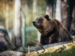 Grizzlies have been listed as threatened under the Endangered Species Act since 1975. Grizzlies have been listed as threatened under the Endangered Species Act since 1975.