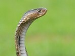 Upon checking, the victim's family discovered that the snake was dead. Upon checking, the victim's family discovered that the snake was dead.