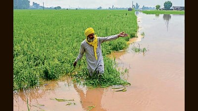 A farmer looks at paddy crops submerged in floodwaters in a village near Ramdas, about 45 km from Amritsar. (AFP File) A farmer looks at paddy crops submerged in floodwaters in a village near Ramdas, about 45 km from Amritsar. (AFP File)