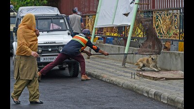 After a halt of nine months, the dog sterilisation and vaccination programme has restarted in Kashmir’s summer capital Srinagar which has been reeling under an increasing stray dog population with official data revealing over 14,500 dog bite cases in the past 28 months in the Valley. (File Photo) After a halt of nine months, the dog sterilisation and vaccination programme has restarted in Kashmir’s summer capital Srinagar which has been reeling under an increasing stray dog population with official data revealing over 14,500 dog bite cases in the past 28 months in the Valley. (File Photo)
