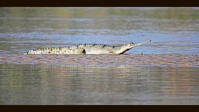 Besides Gharial (in pic) Harike Wetland supports a range of endangered species, including Indus river dolphins, smooth-coated otters, and numerous migratory birds. (File)