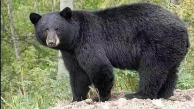 Earlier this month, another man sustained injuries after being attacked by a wild bear while he was working in his jhum field in Khowai district. (Representational image)