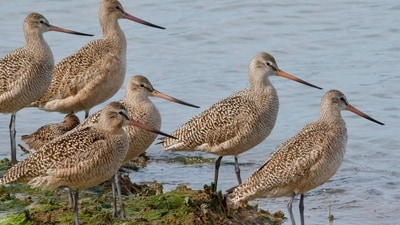 Hundreds of Godwits gather near the lake shore. Photo by Vijayalakshmi Nidugondi on Unsplash. Hundreds of Godwits gather near the lake shore. Photo by Vijayalakshmi Nidugondi on Unsplash.