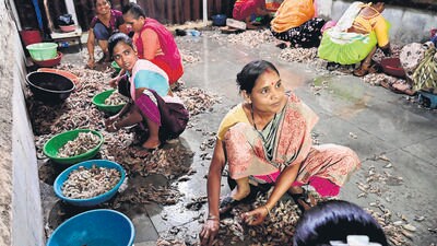 Mumbai, India - July 4, 2025:Group women peel prawns at Sassoon Dock, at Colaba in Mumbai, India, on Friday, July 4, 2025. (Anshuman Poyrekar/ HT Photo) Mumbai, India - July 4, 2025:Group women peel prawns at Sassoon Dock, at Colaba in Mumbai, India, on Friday, July 4, 2025. (Anshuman Poyrekar/ HT Photo)