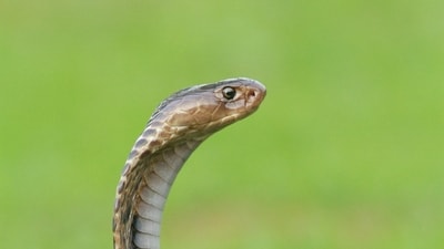 Upon checking, the victim's family discovered that the snake was dead. (Unsplash/ Representational)