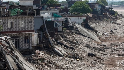 Cattle graze near damaged houses on the banks of the Tawi river, a day after wreaking havoc due to heavy rainfall, in Jammu. (PTI) Cattle graze near damaged houses on the banks of the Tawi river, a day after wreaking havoc due to heavy rainfall, in Jammu. (PTI)