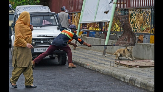 After a halt of nine months, the dog sterilisation and vaccination programme has restarted in Kashmir’s summer capital Srinagar which has been reeling under an increasing stray dog population with official data revealing over 14,500 dog bite cases in the past 28 months in the Valley. (File Photo)