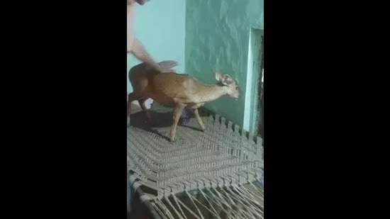 The fawn roams freely inside the house, lounges on cots, and enjoys the attention (HT)
