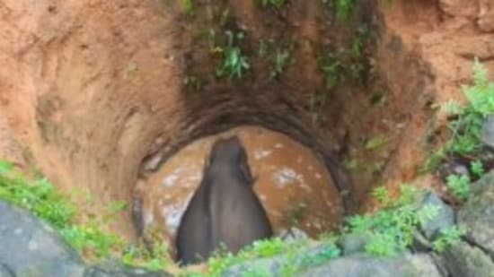 The elephant was found inside the well, located in the compound owned by a resident of Kottappadi. (X)