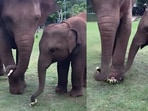 An old clip captured a mother elephant splitting sugarcane and offering it to her baby, sparking admiration online.