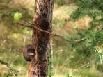 Can you spot the squirrel?