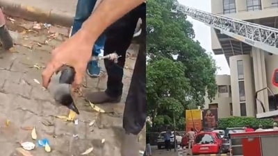 The crow was rescued on Sunday, August 31, by firefighters. (Photo: YouTube)