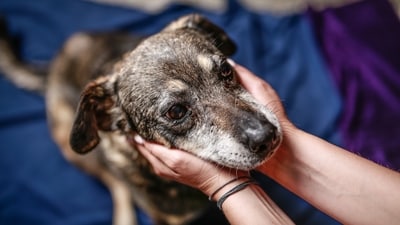 Neha Parween, a Bengaluru resident who has cared for stray dogs for years, has filed a police complaint against five individuals. (Adobe Stock image for representational purpose only) Neha Parween, a Bengaluru resident who has cared for stray dogs for years, has filed a police complaint against five individuals. (Adobe Stock image for representational purpose only)