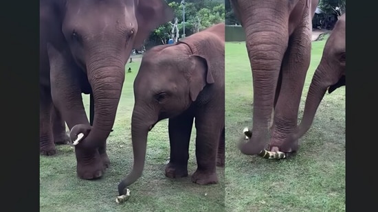 An old clip captured a mother elephant splitting sugarcane and offering it to her baby, sparking admiration online. (Instagram/elephantrescuers)