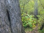 An optical illusion shared on Reddit challenged people to spot a hidden boy in a woodland path.