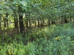 How many deer can you spot?