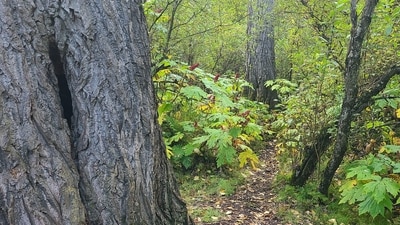 An optical illusion shared on Reddit challenged people to spot a hidden boy in a woodland path. (Reddit/Agreeable-Interest21) An optical illusion shared on Reddit challenged people to spot a hidden boy in a woodland path. (Reddit/Agreeable-Interest21)